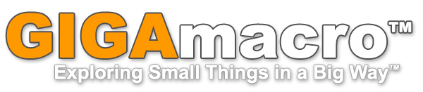 site logo